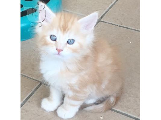 Norwegian Forest X Ragdoll Kittens